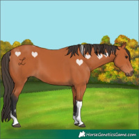 Horse Color:Bay Tobiano 