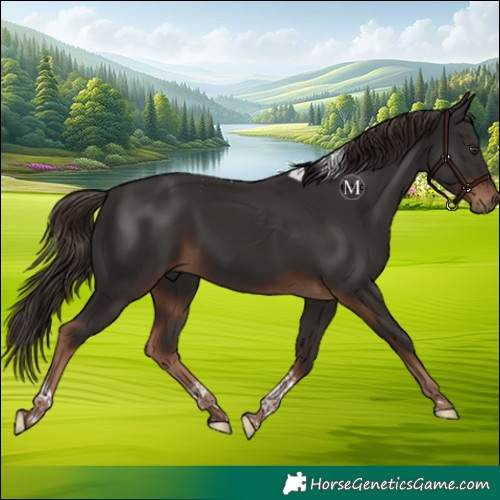 Horse Color:Liver Chestnut Tobiano 