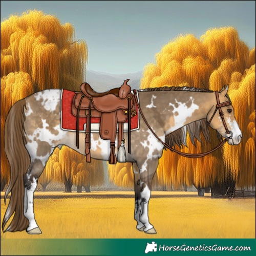 Horse Color:White Spotted Buckskin Dun Sabino Appaloosa 