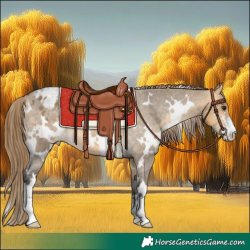 Horse Color:White Spotted Buckskin Dun Sabino Appaloosa 