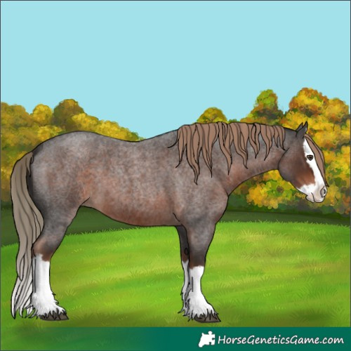 Horse Color:Liver Red Roan Splash