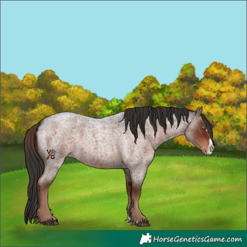 Horse Color:Liver Red Roan Splash 