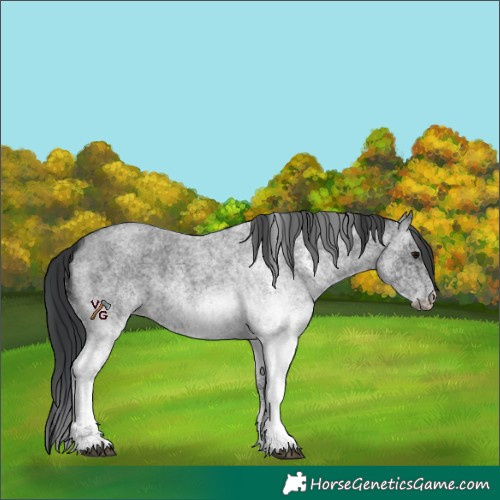 Horse Color:White Spotted Blue Roan 