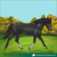 Horse Color:Brown Tobiano