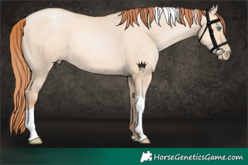 Horse Color:Classic Champagne Pearl Dun Tobiano 