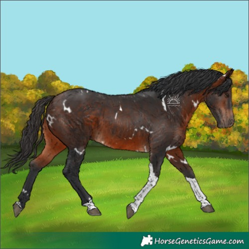 Horse Color:White Spotted Bay Tobiano 