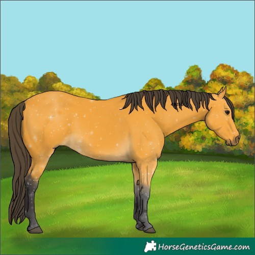 Horse Color:Buckskin 