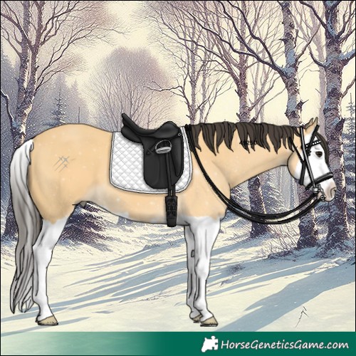 Horse Color:Buckskin Splash