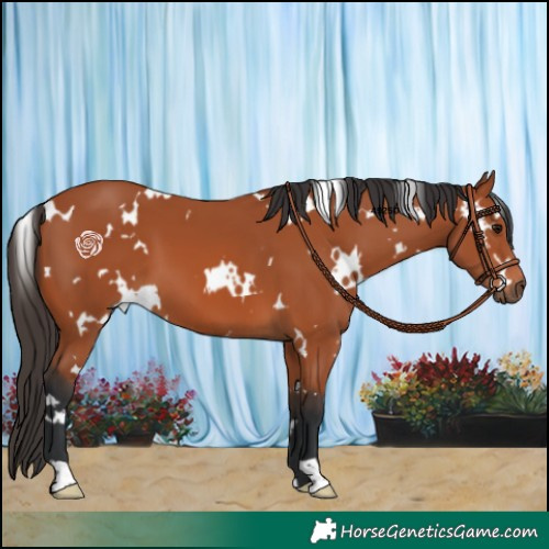 Horse Color:White Spotted Bay 