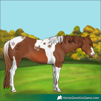 Horse Color:Chestnut Tobiano