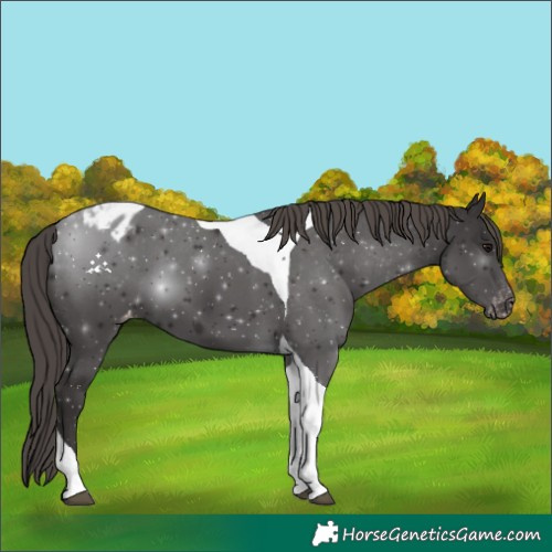 Horse Color:Smoky Black Tobiano Varnish 