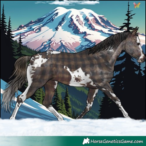 Horse Color:Plaid  Brown Splash Tobiano 