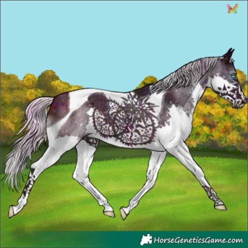 Horse Color:Plaid  Midnight Silver Brown Splash Tobiano Appaloosa 