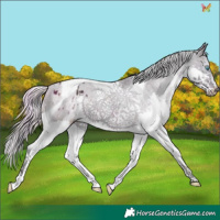 Horse Color:Plaid Midnight Silver Brown Splash Tobiano Appaloosa