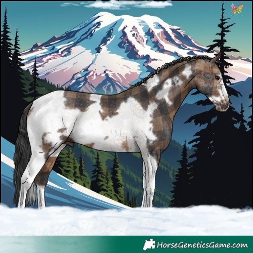 Horse Color:Plaid  Brown Tobiano Frame 