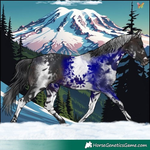 Horse Color:White Spotted Brown 