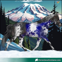 Horse Color:White Spotted Brown 