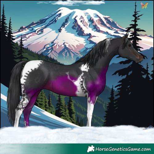 Horse Color:Brown Tobiano 