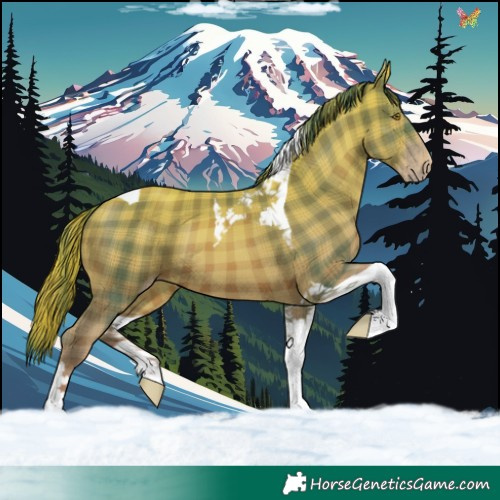 Horse Color:Plaid Gold Champagne Tobiano