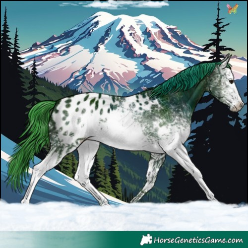 Horse Color:Watercolor White Spotted Midnight Brown Appaloosa 