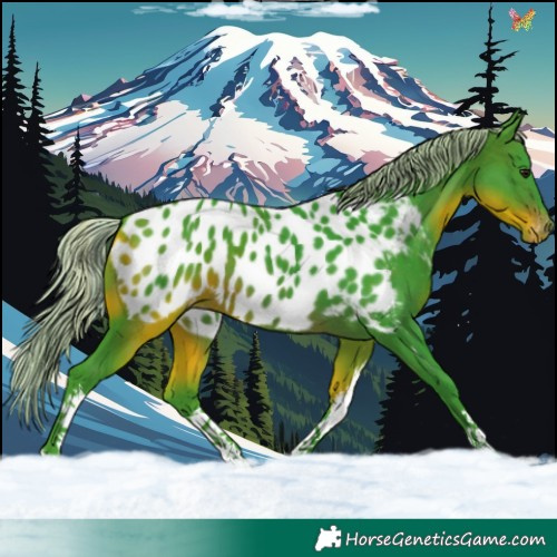 Horse Color:Watercolor White Spotted Silver Brown Appaloosa