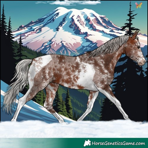 Horse Color:Silver Bay Sabino Tobiano 