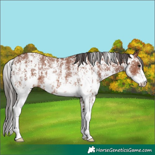 Horse Color:Bay Sabino Rabicano  and Bay Sabino Rabicano 