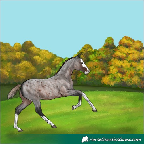 Horse Color:Unknown 