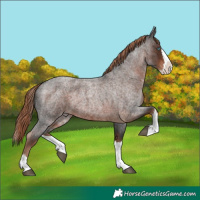 Horse Color:Liver Red Roan Splash