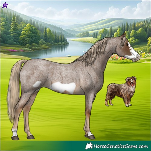 Horse Color:Chocolate Palomino Roan Sabino Frame 