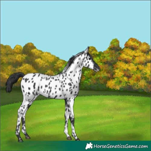 Horse Color:Black Near Leopard 