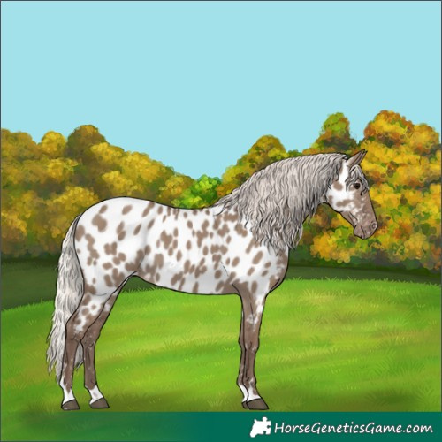 Horse Color:Silver Grullo Appaloosa