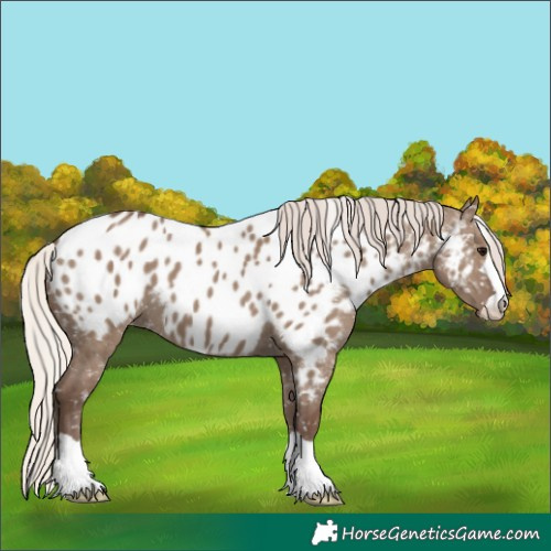 Horse Color:Silver Grullo Near Leopard 