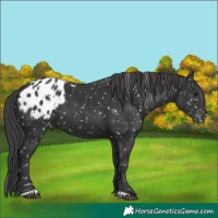 Horse Color:Black Appaloosa 