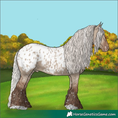 Horse Color:Silver Grullo Appaloosa 