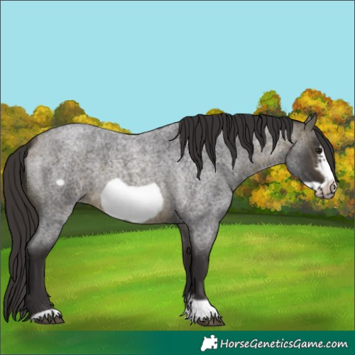 Horse Color:Buckskin Roan Sabino Frame 