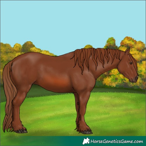 Horse Color:Chestnut 