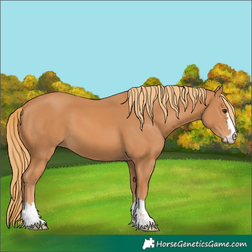 Horse Color:Chestnut 