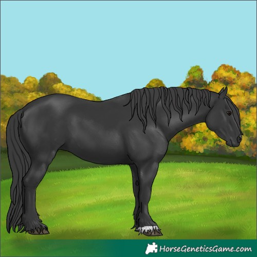Horse Color:Black 