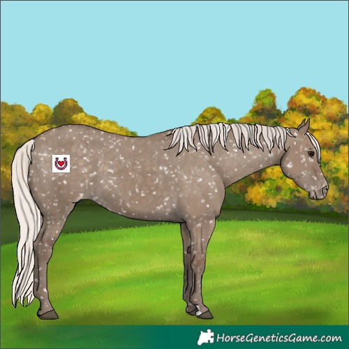 Horse Color:Silver Grullo Appaloosa 