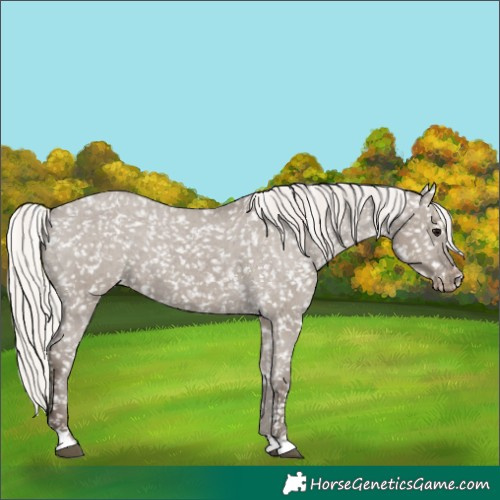 Horse Color:Silver Grullo Appaloosa 