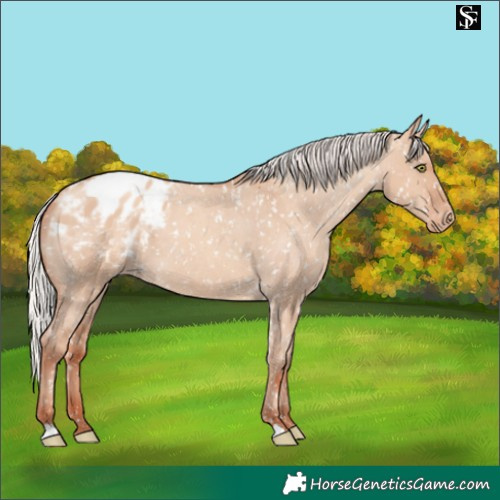 Horse Color:Silver Sable Champagne Dun Appaloosa 