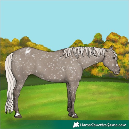 Horse Color:Silver Grullo Snowflake Varnish 