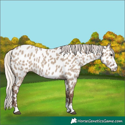 Horse Color:Silver Grullo Appaloosa 