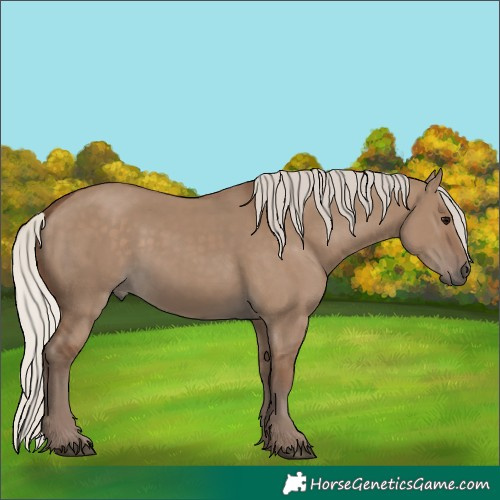 Horse Color:Unknown 