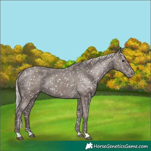 Horse Color:Silver Grullo Appaloosa