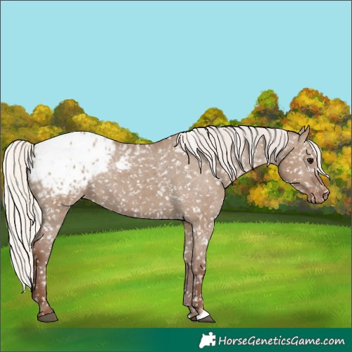 Horse Color:Silver Grullo Appaloosa