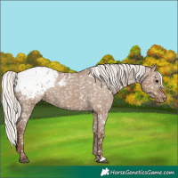 Horse Color:Silver Grullo Appaloosa 