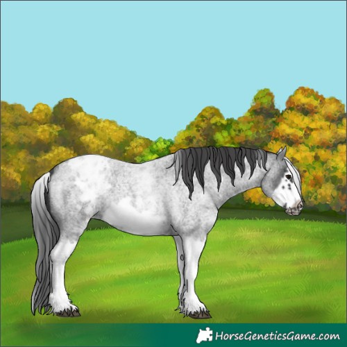 Horse Color:White Spotted Blue Roan Splash Frame Appaloosa 