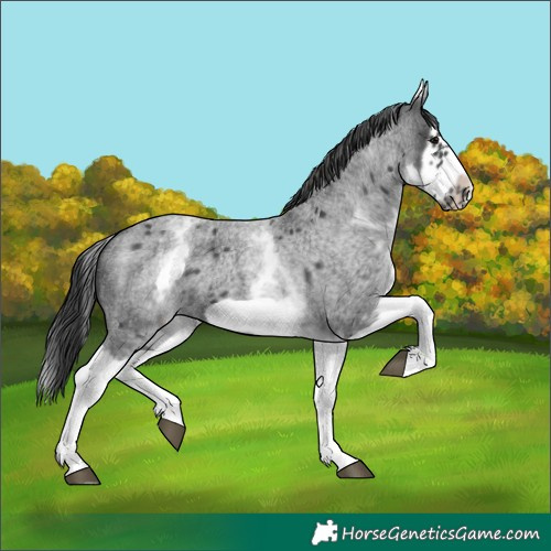 Horse Color:White Spotted Blue Roan Splash Frame Varnish